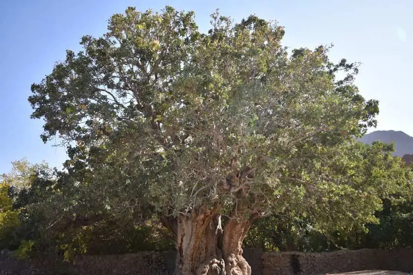 درخت پسته قدیمی با نام کهن ترین درخت پسته در جهان